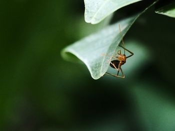 Close-up of insect on leaf