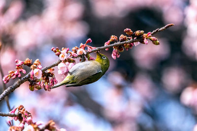 Close-up of bird perching on cherry branch