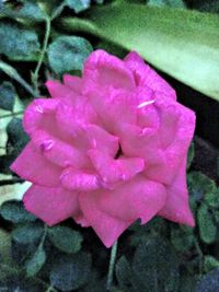High angle view of pink rose flower