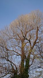 Low angle view of bare tree against clear blue sky