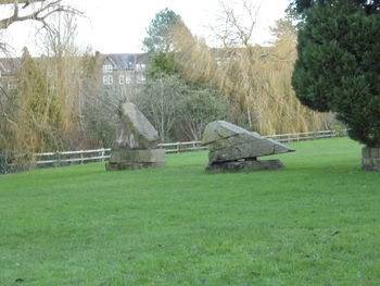 Trees on grassy field in park