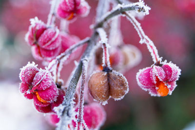 Close-up of fruits on water