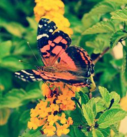 Butterfly on flower