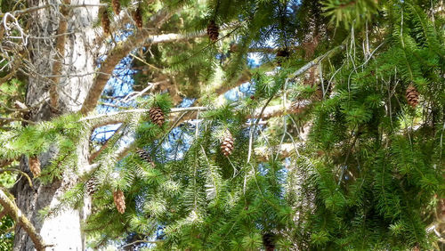 Low angle view of trees in forest