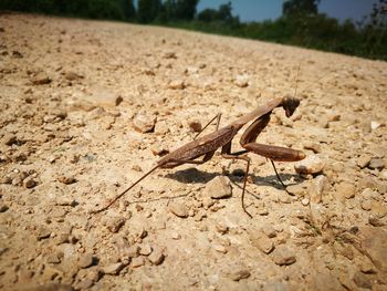 Close-up of a lizard