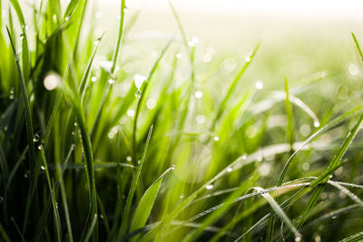 Close-up of wet grass