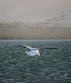 Seagulls flying over sea