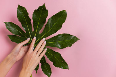 Women manicured hands hold a green tropical leaf on a pink background in the studio. copy space