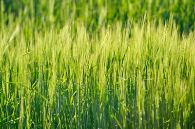 Full frame shot of crops growing on field