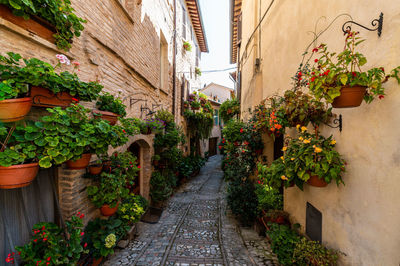 Narrow alley amidst buildings in city