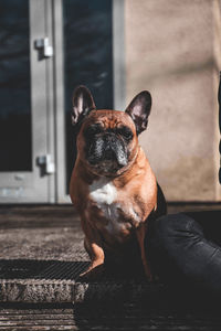 Portrait of a dog looking away