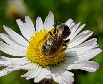 Close-up of insect on flower