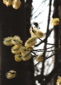 Close-up of flowers growing on tree