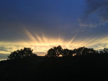 Silhouette of trees at sunset