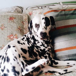 Portrait of dalmatian dog relaxing on bed at home