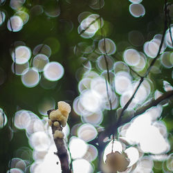 Low angle view of white flowering plants