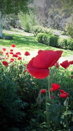 Close-up of red poppy flowers blooming on field