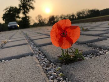 Close-up of orange rose on street