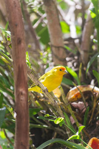 Bird perching on tree trunk