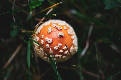 Close-up of fly agaric mushroom on field