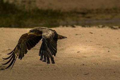 Bird flying over beach