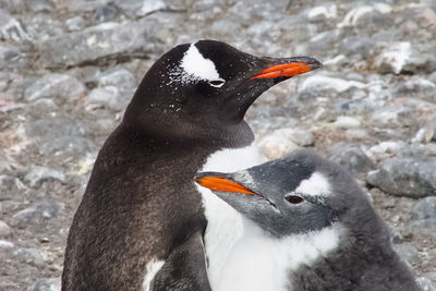 Penguins on land 