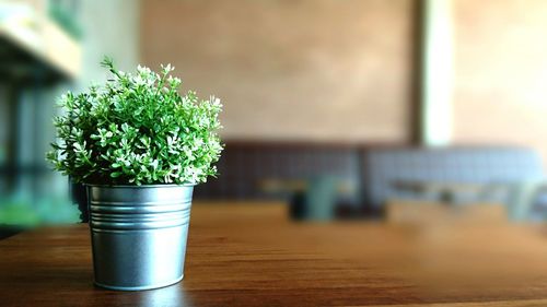 Close-up of potted plant on table