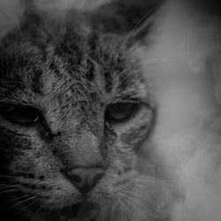 Close-up portrait of a cat