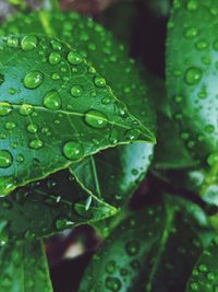 Close-up of raindrops on leaves