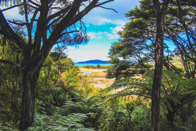 Scenic view of trees against sky