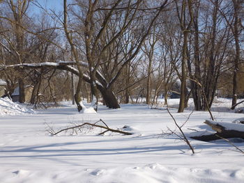 Bare trees on snow covered landscape