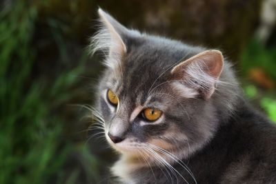 Gray cat gazing off with golden eyes