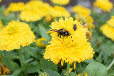 Close-up of bee on yellow flowers