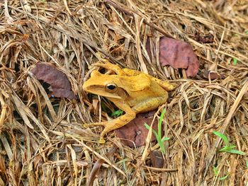 Close-up of frog on field