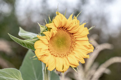 Close-up of sunflower