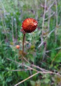 Close-up of flowering plant on field