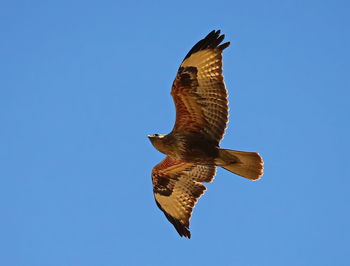 Low angle view of eagle flying against clear blue sky