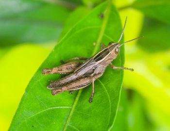 Close-up of grasshopper