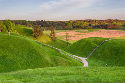 Scenic view of agricultural field against sky