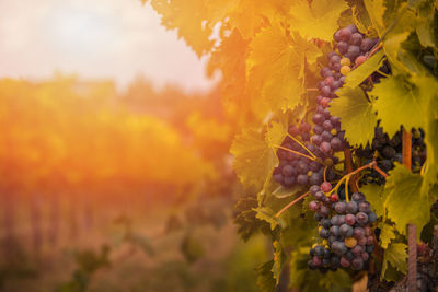 Close-up of grapes growing on plant