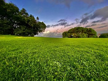 Scenic view of grassy field against sky