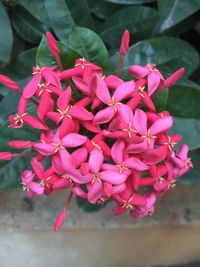 Close-up of flowers