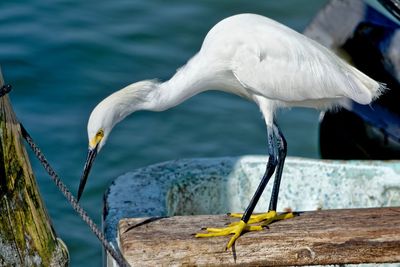 Bird perching on a wood