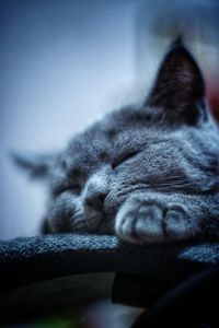 Close-up of a cat sleeping