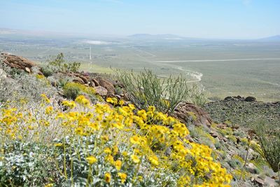 View of yellow flowers growing in field