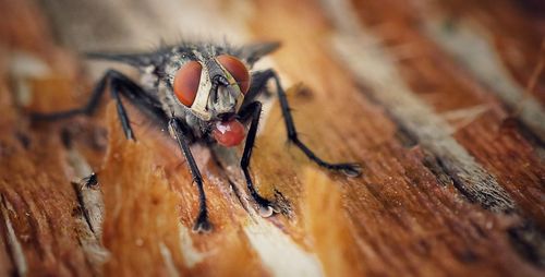 Close-up of spider on wood