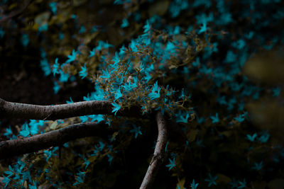 Close-up of plant growing on tree