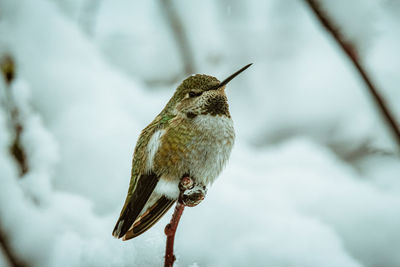 Close-up of bird flying against blurred background