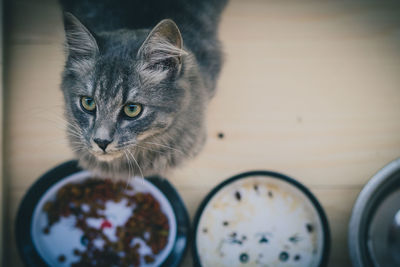 Close-up portrait of a cat