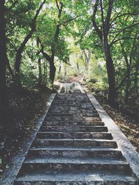 Steps leading towards forest